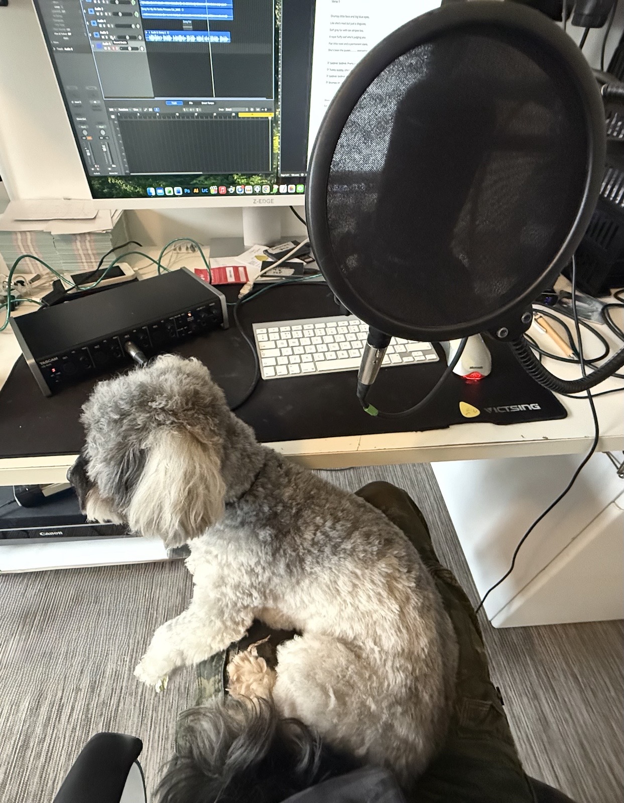 a dog sitting on a musicians lap while they are trying to record vocals for a song